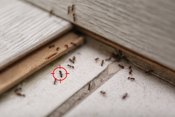 Best Pest Prevention Services  in Bonneau Beach, SC