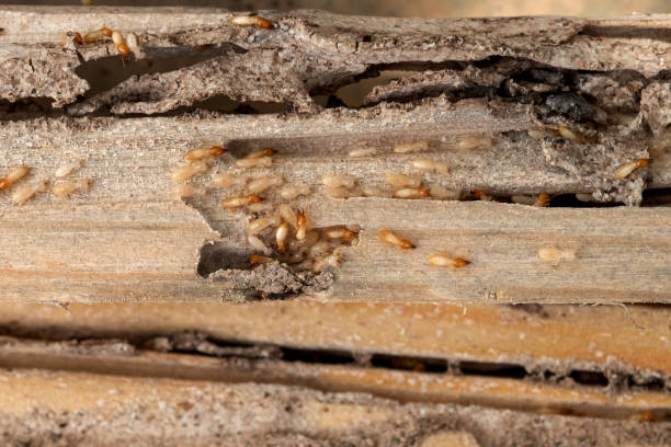 Spider Control Near Me in Bonneau Beach, SC