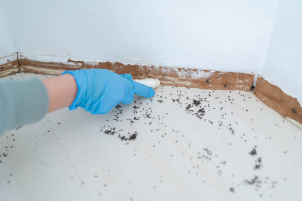 Best Mosquito Control Services  in Bonneau Beach, SC